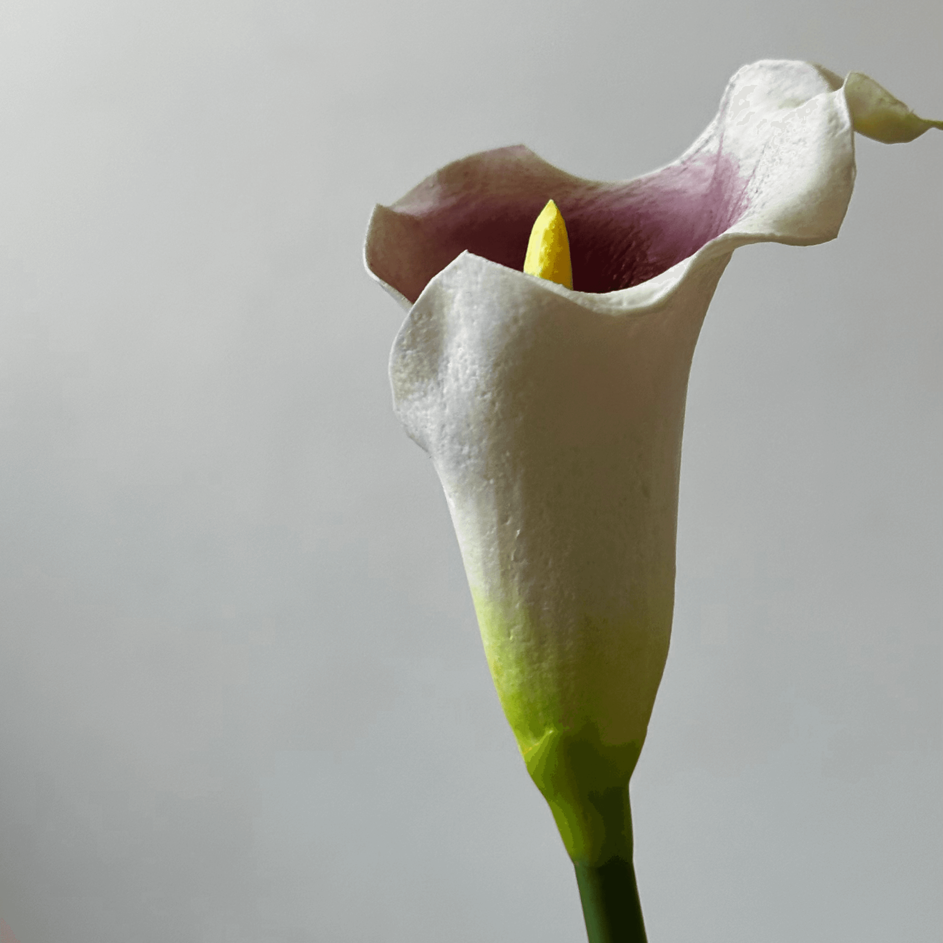 Copo de Leite Roxo Suave miniatura 2