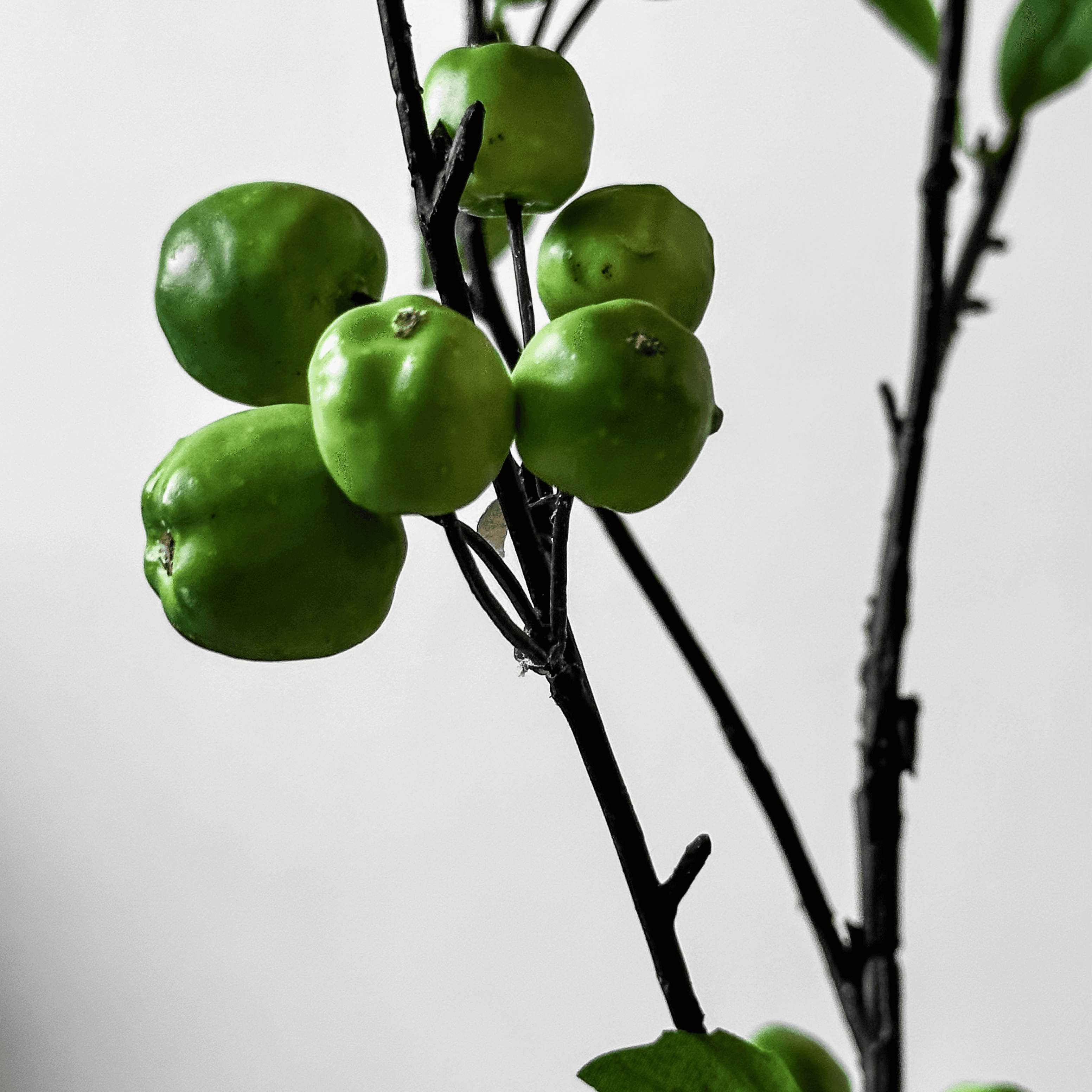 Galho de Maca Verde miniatura 2