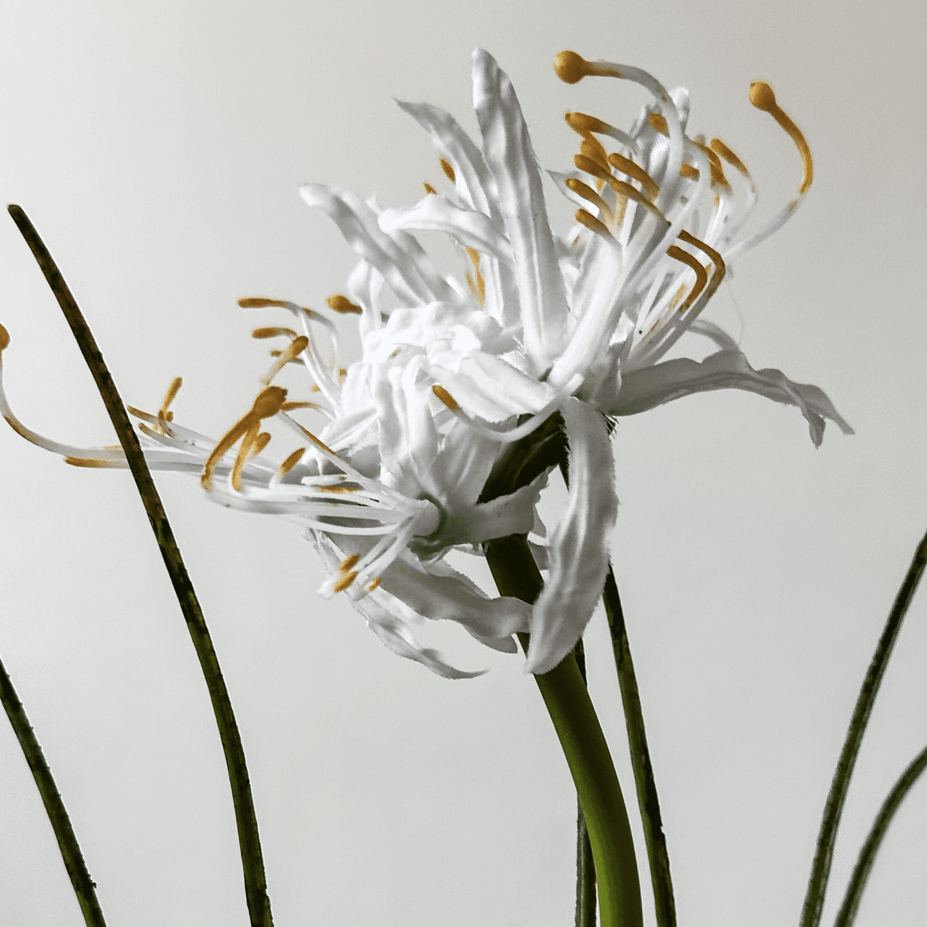 Lirio-Aranha miniatura 2