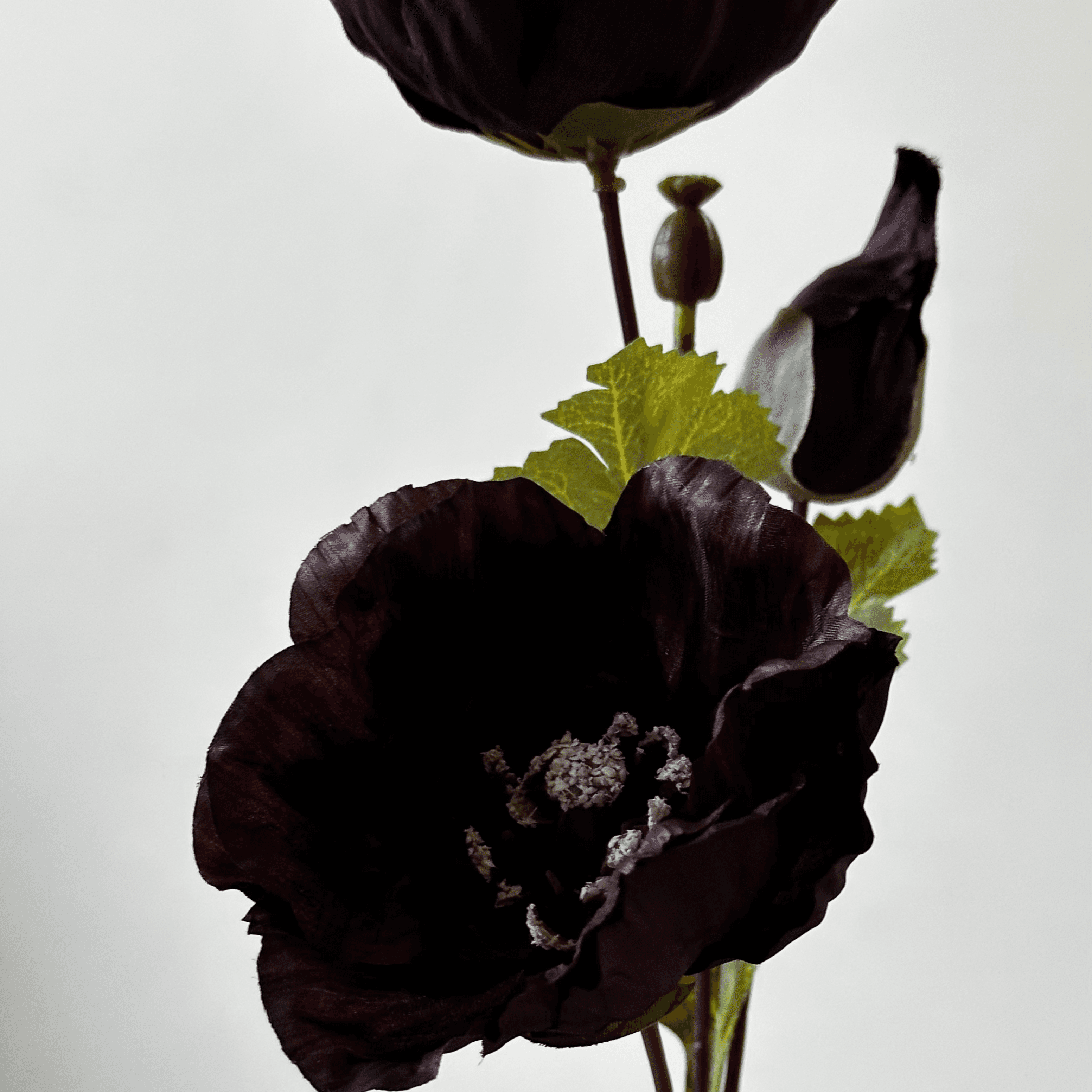 Papoula Roxo Profundo miniatura 2